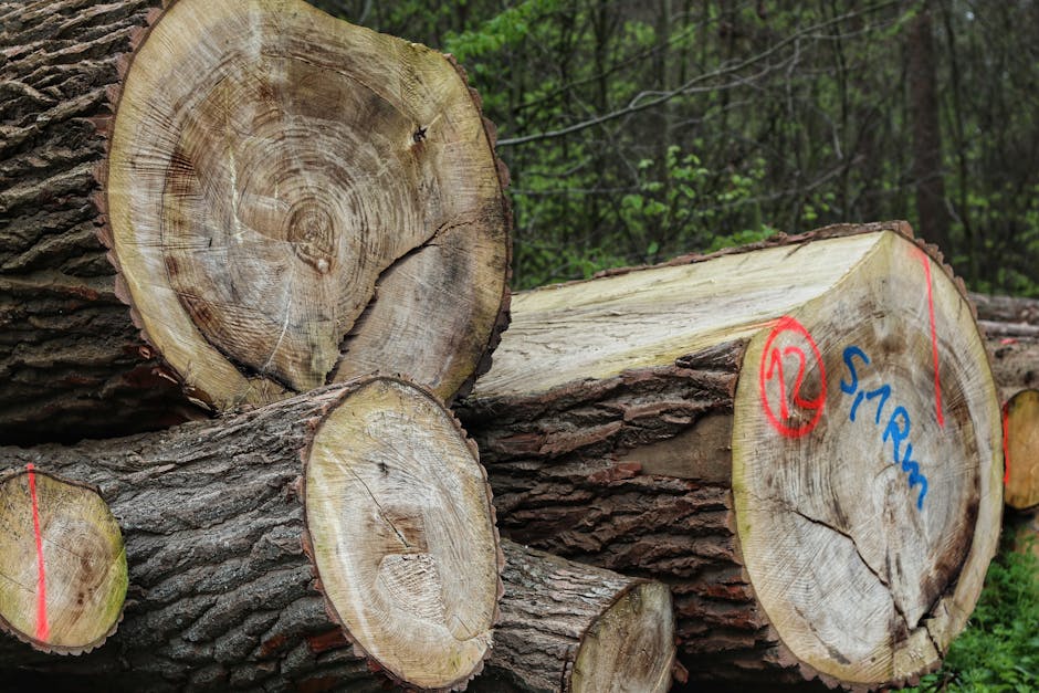 12 Rumors We’ve Investigated About Pope Leo XIV