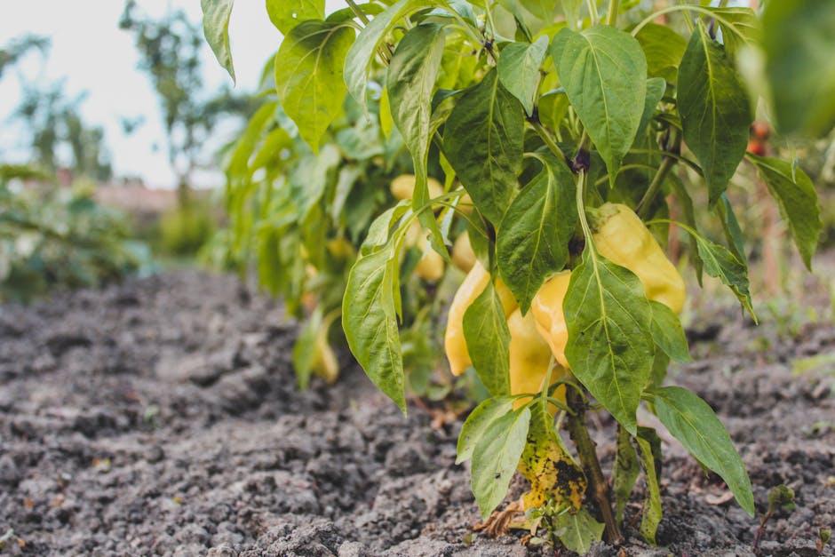 **”Joint PC? But Only One Pic”: BJP Mocks Mahagathbandhan Poster Featuring Only Tejashwi Yadav**