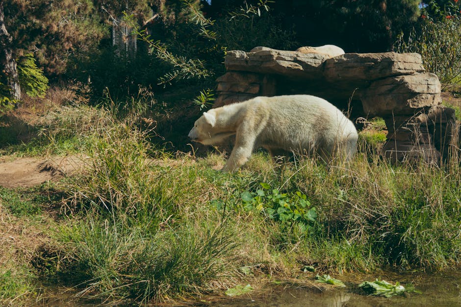 Bear Breaks Into California Zoo to Mingle With Other Bears in Rare Encounter