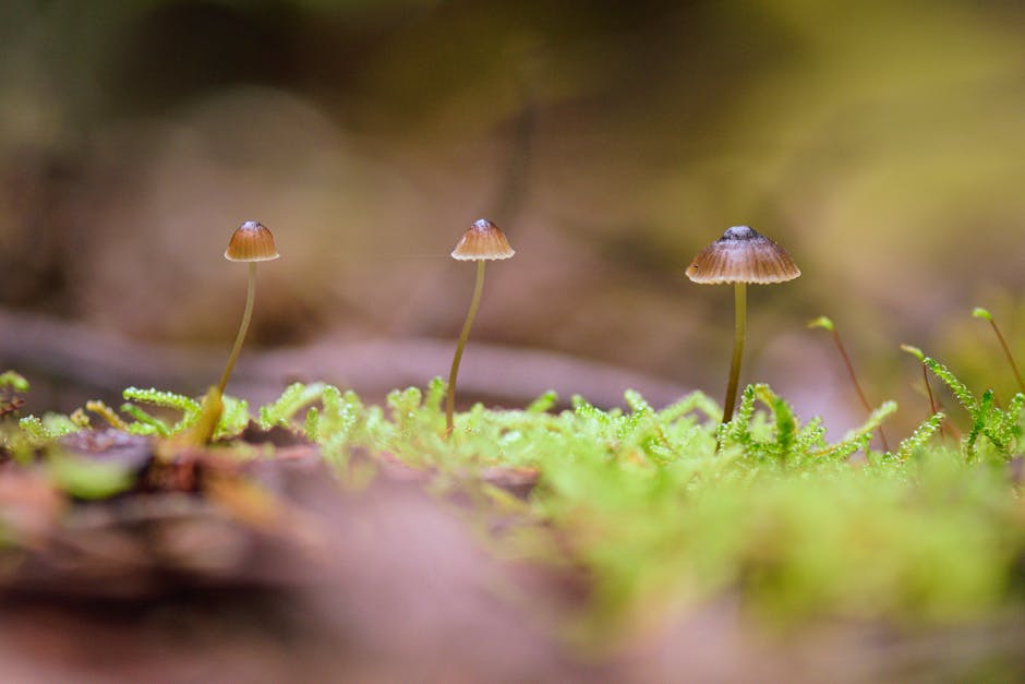 Nitish Kumar Reddy Ruled Out of First Three T20Is vs. Australia Due to Injury