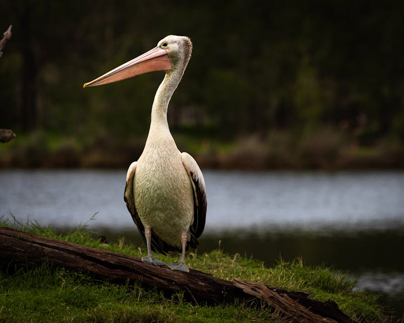 Viral AI Image of ‘Hurricane Melissa’ With Giant Birds Alarms Experts