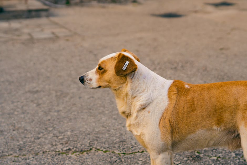 Supreme Court Orders Stray Dog Removal from Schools & Hospitals Amid ‘Alarming Rise in Dog Bite Cases’