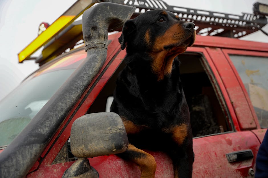 **Delhi-NCR Railway Stations on High Alert After Red Fort Car Blast; Dog Squads Deployed**