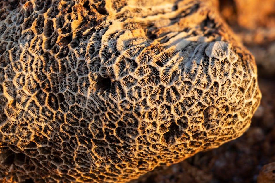 ** Steve Smith Given Out After Real Time Snicko Controversy: ‘Correct Decision,’ Says Simon Taufel  

### **